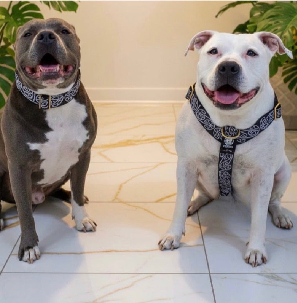 🔥 Bundle & Save 🔥 Kaitiaki Full Set – Harness+ Collar & Leash