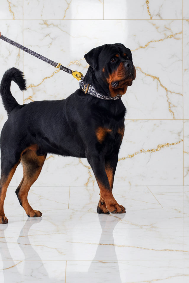 🔥 Bundle & Save 🔥 Collar + leash