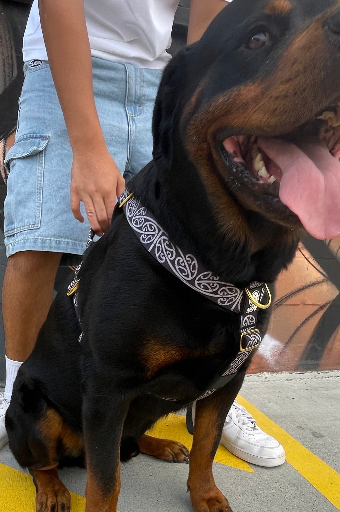 🔥 Bundle & Save 🔥 Harness + Leash