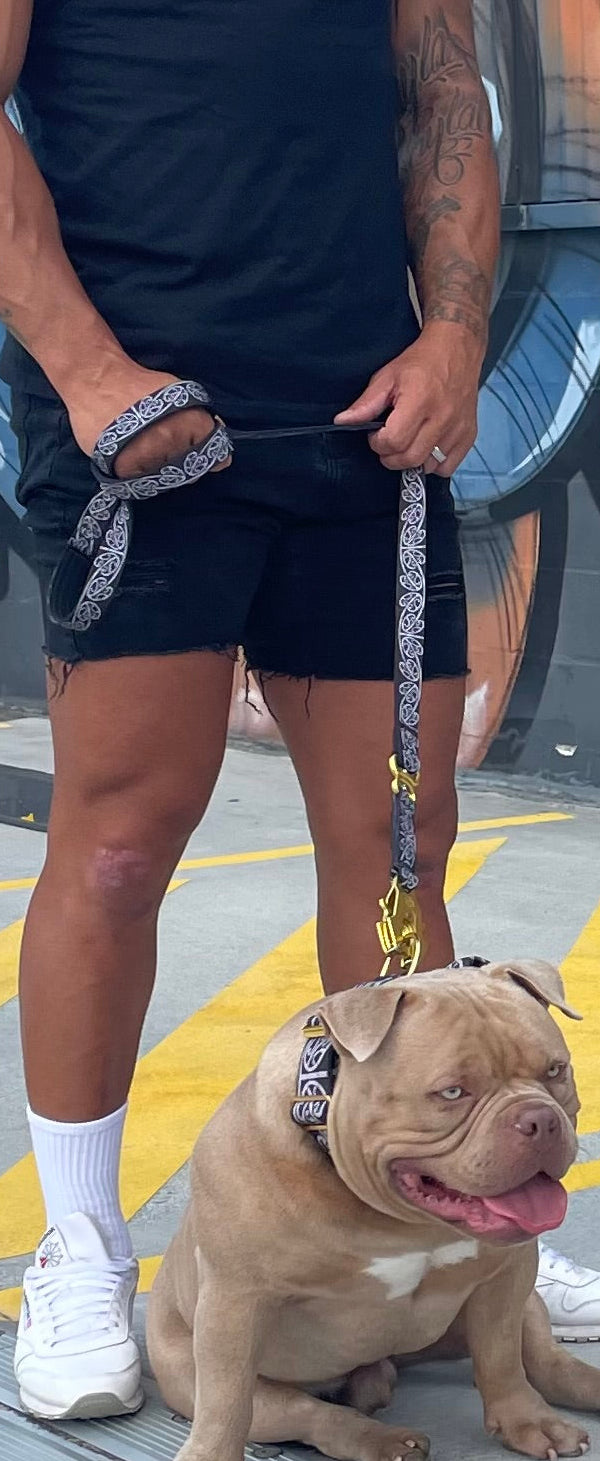 🔥 Bundle & Save 🔥 Collar + leash