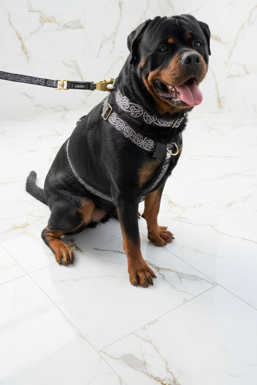 Kaitiaki dog harness