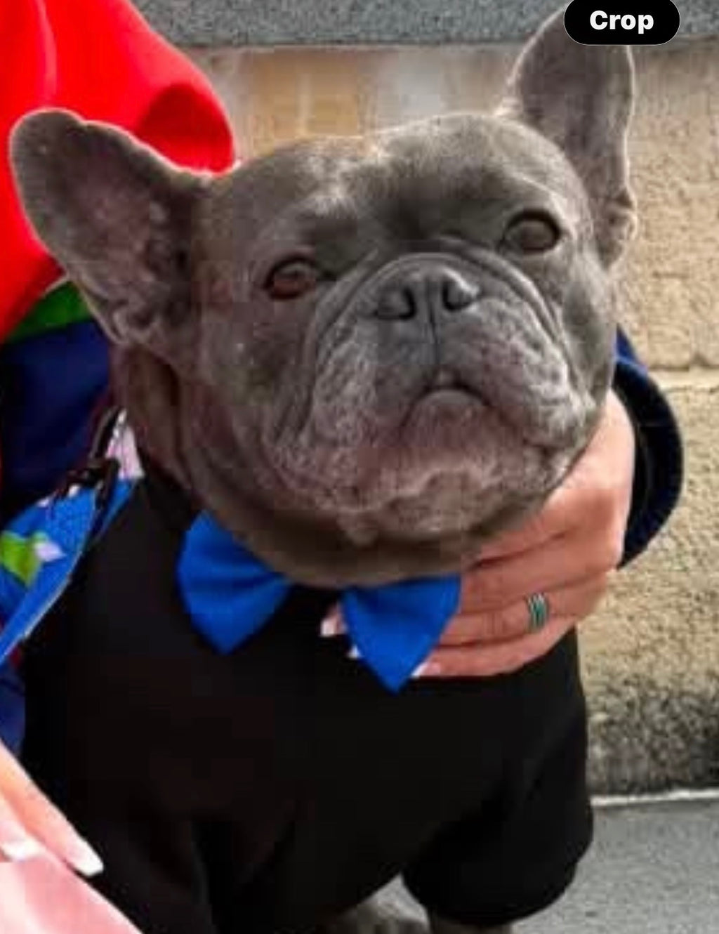 🏈 Collar + Bow Tie Combo