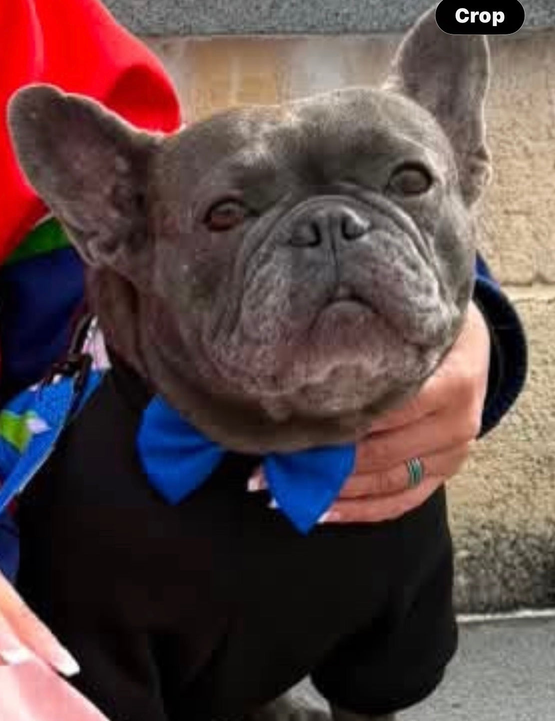 🏈 Collar + Bow Tie Combo