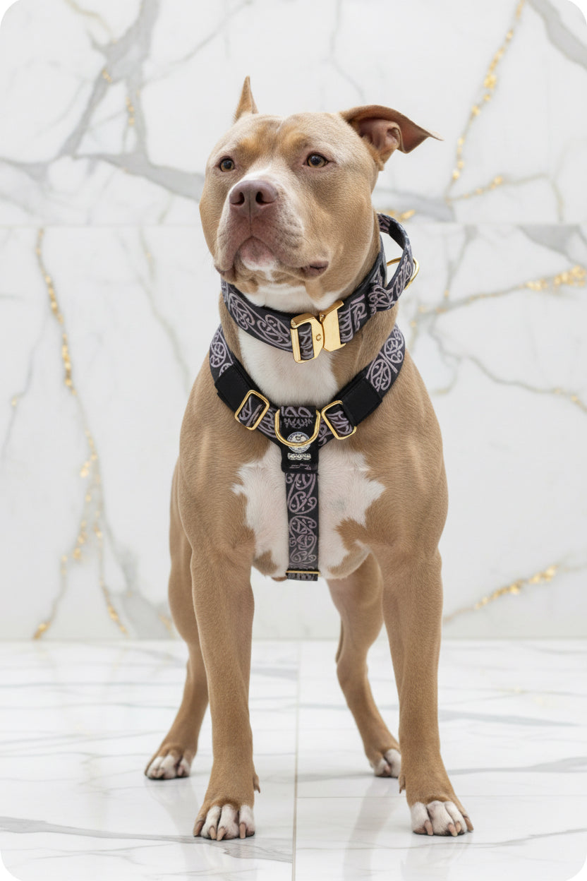 Kaitiaki dog harness