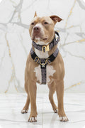 Kaitiaki dog harness
