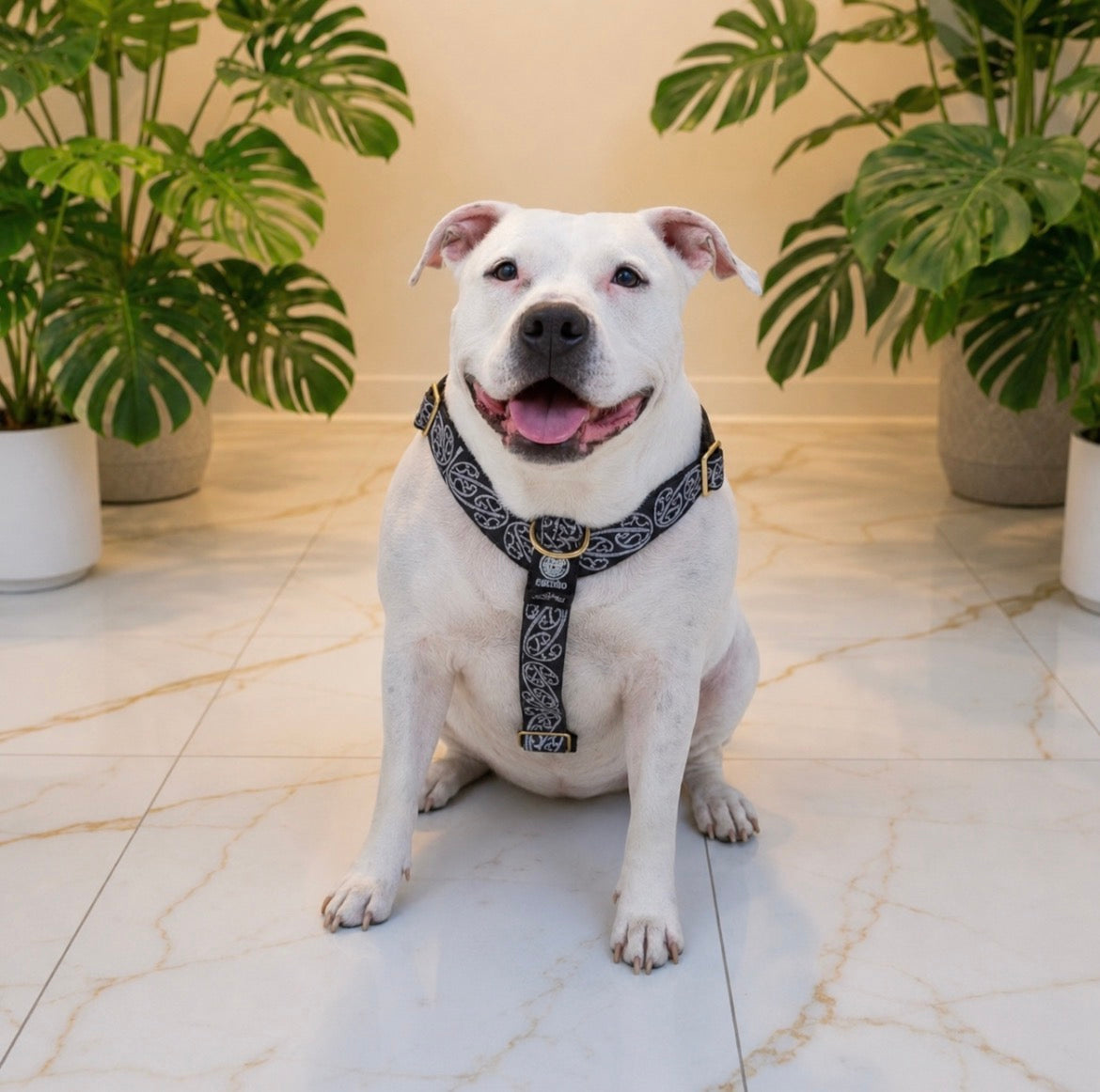 🔥 Bundle & Save 🔥 Harness + Leash