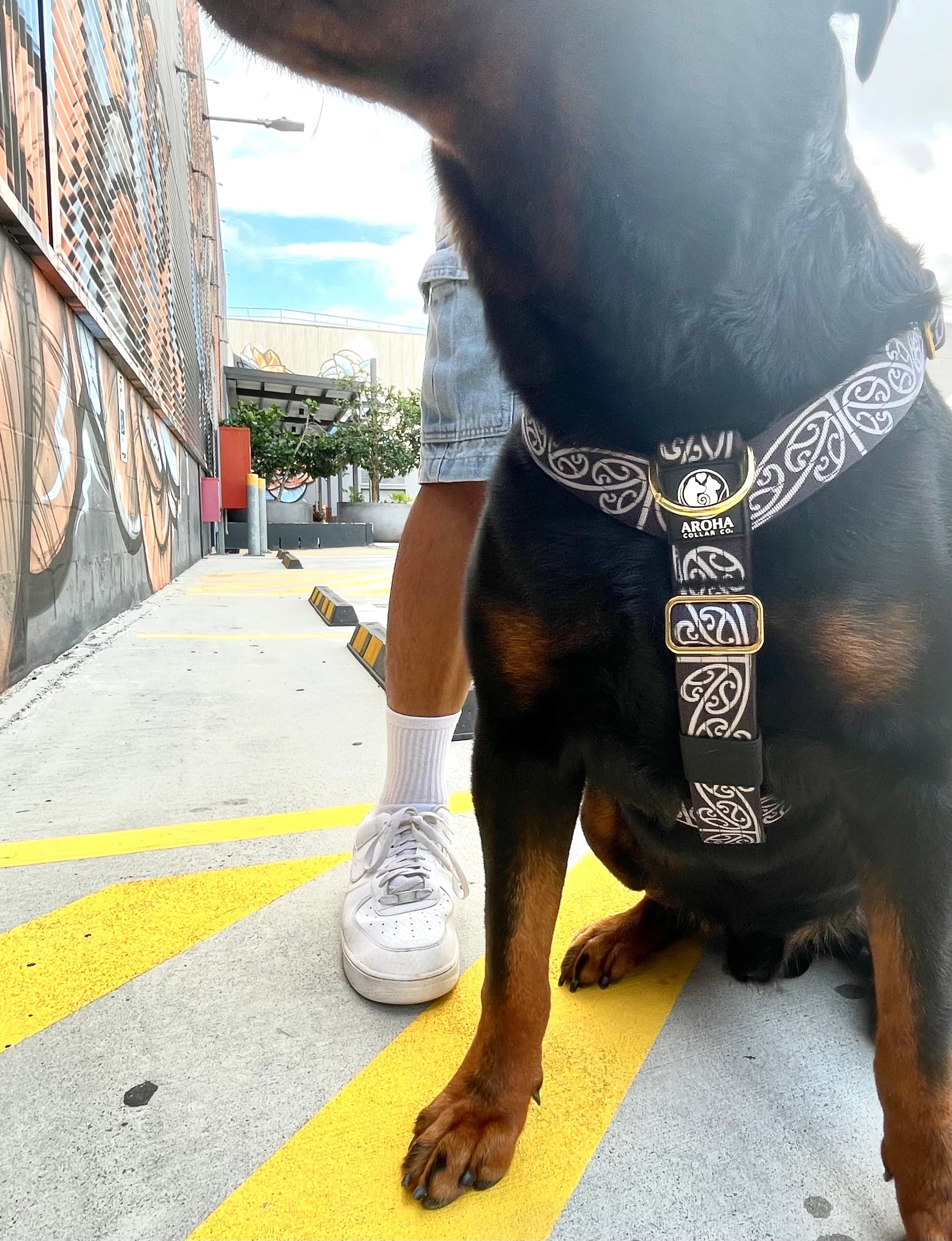 Kaitiaki dog harness